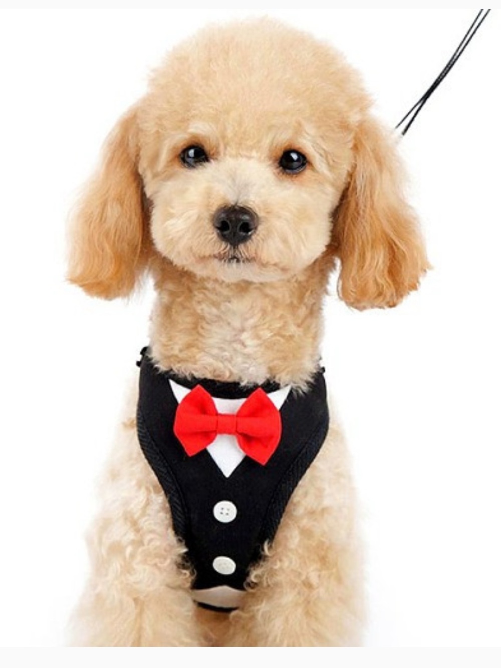 Dogo  easygo XS Black & White Formal Pet Harness with Red Bow New